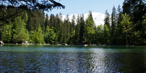 lake and forest